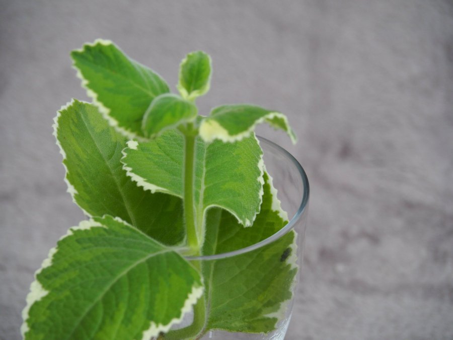 Variegata Plectranthus Forsteri - stickling