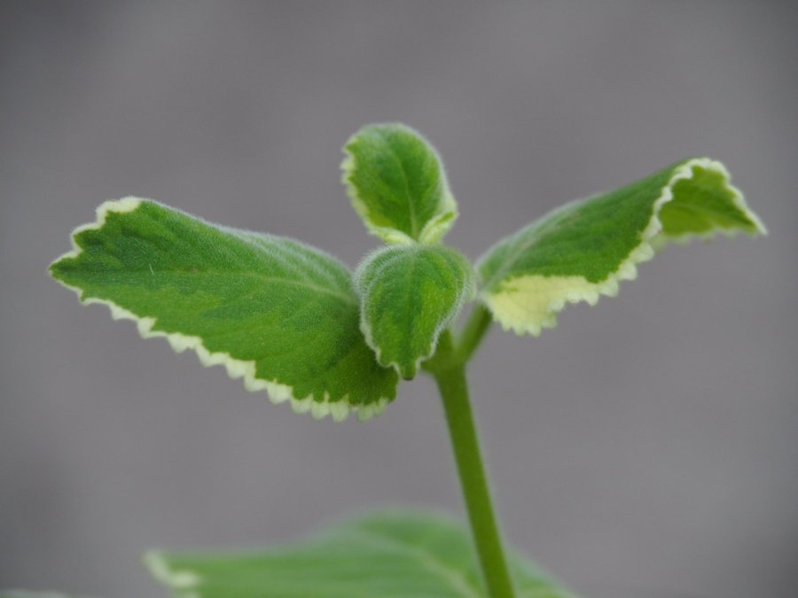 Variegata Plectranthus Forsteri - stickling