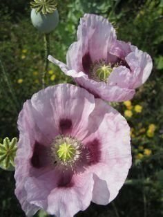Vit/lila Tasmansk Opiums Vallmo - Papaver Somniferum L - 20 - 25 frön