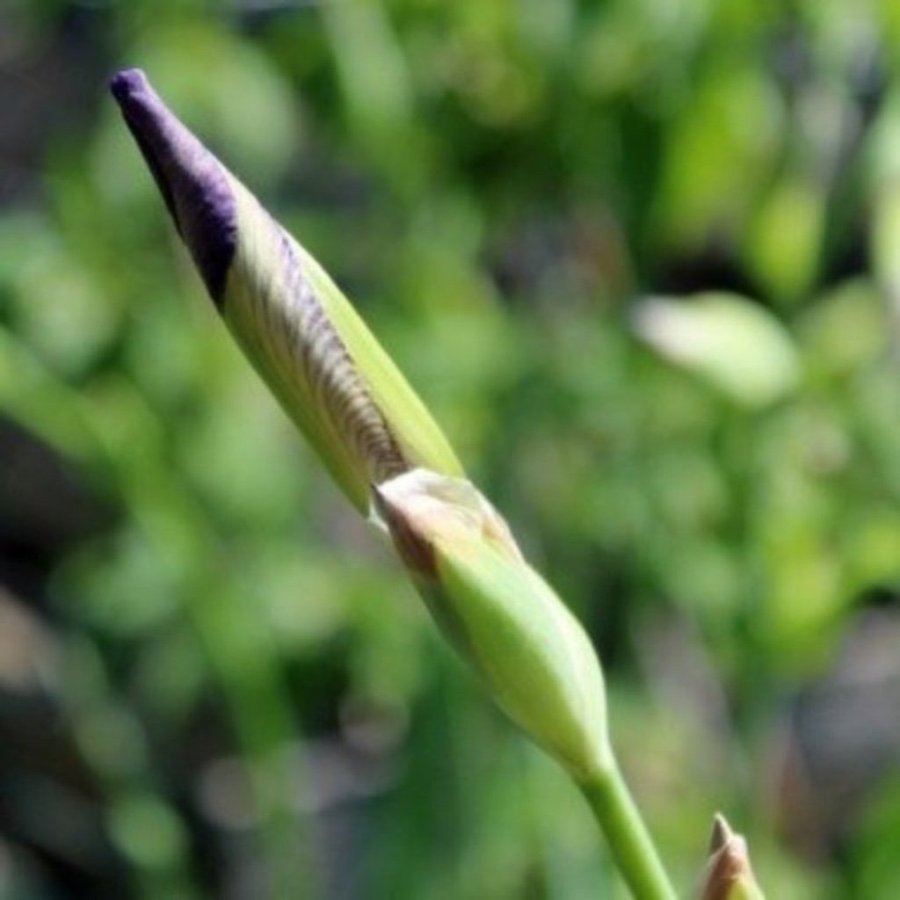 Fläderdoftande iris (sambucina Mägdeberg )