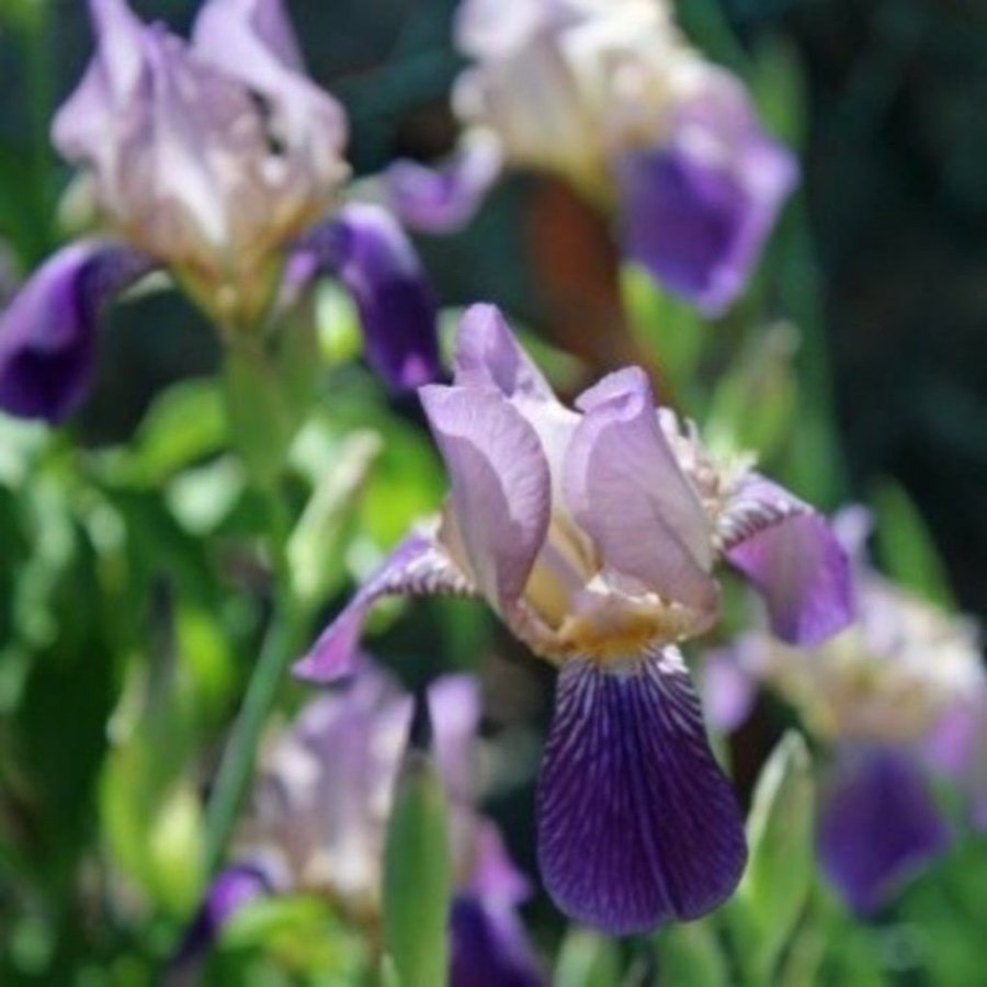 Fläderdoftande iris (sambucina Mägdeberg )