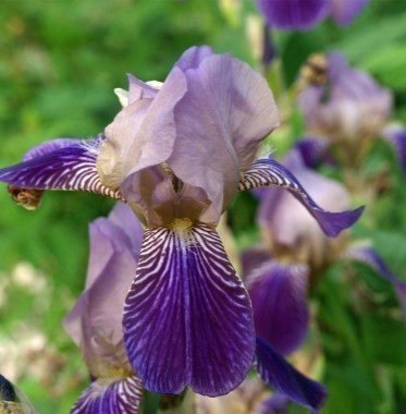 Fläderdoftande iris (sambucina Mägdeberg )