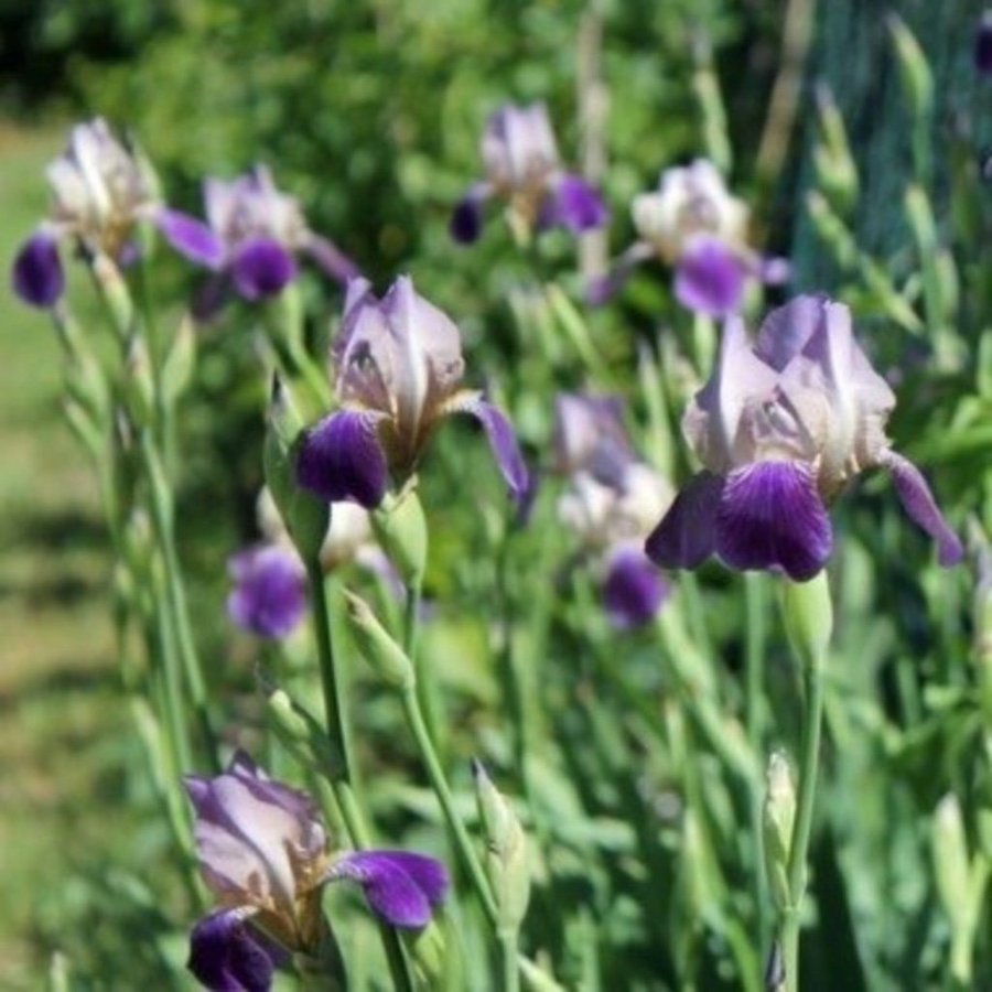 Fläderdoftande iris (sambucina Mägdeberg )