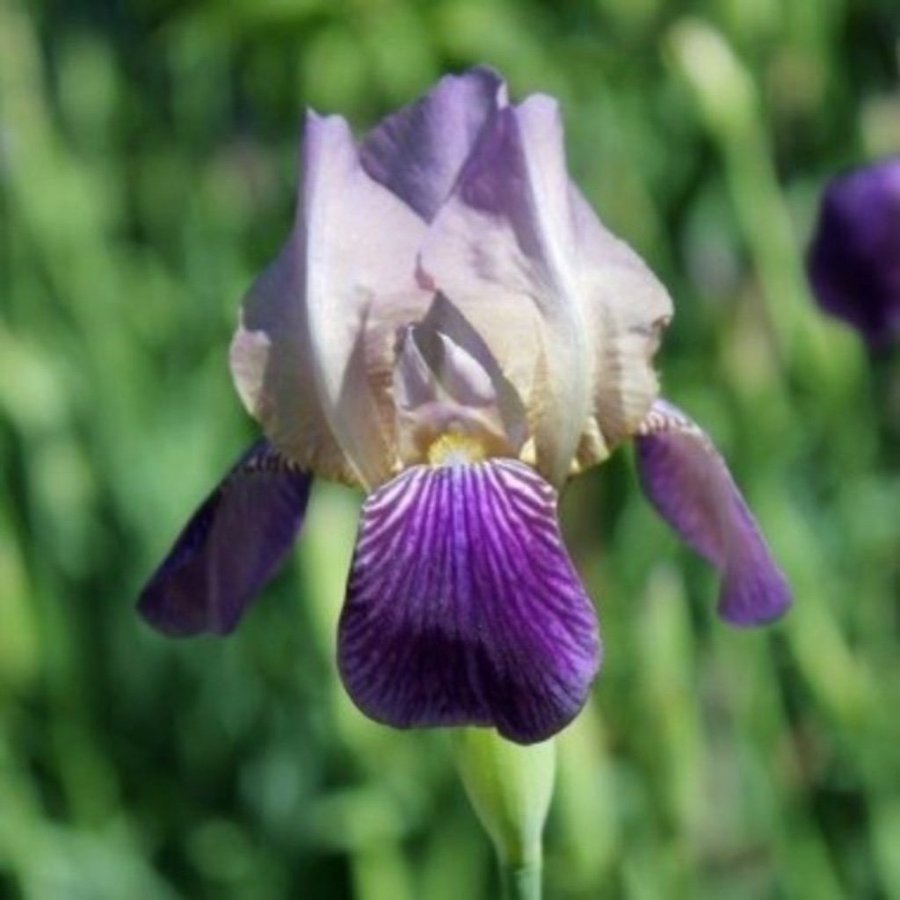 Fläderdoftande iris (sambucina Mägdeberg )