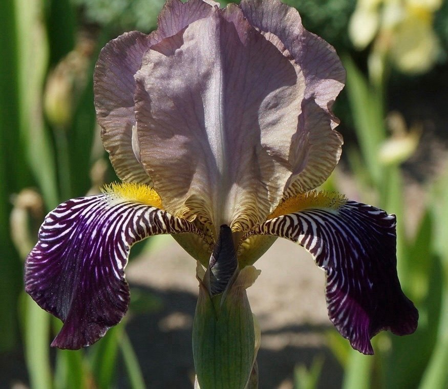 Fläderdoftande iris (sambucina Mägdeberg )
