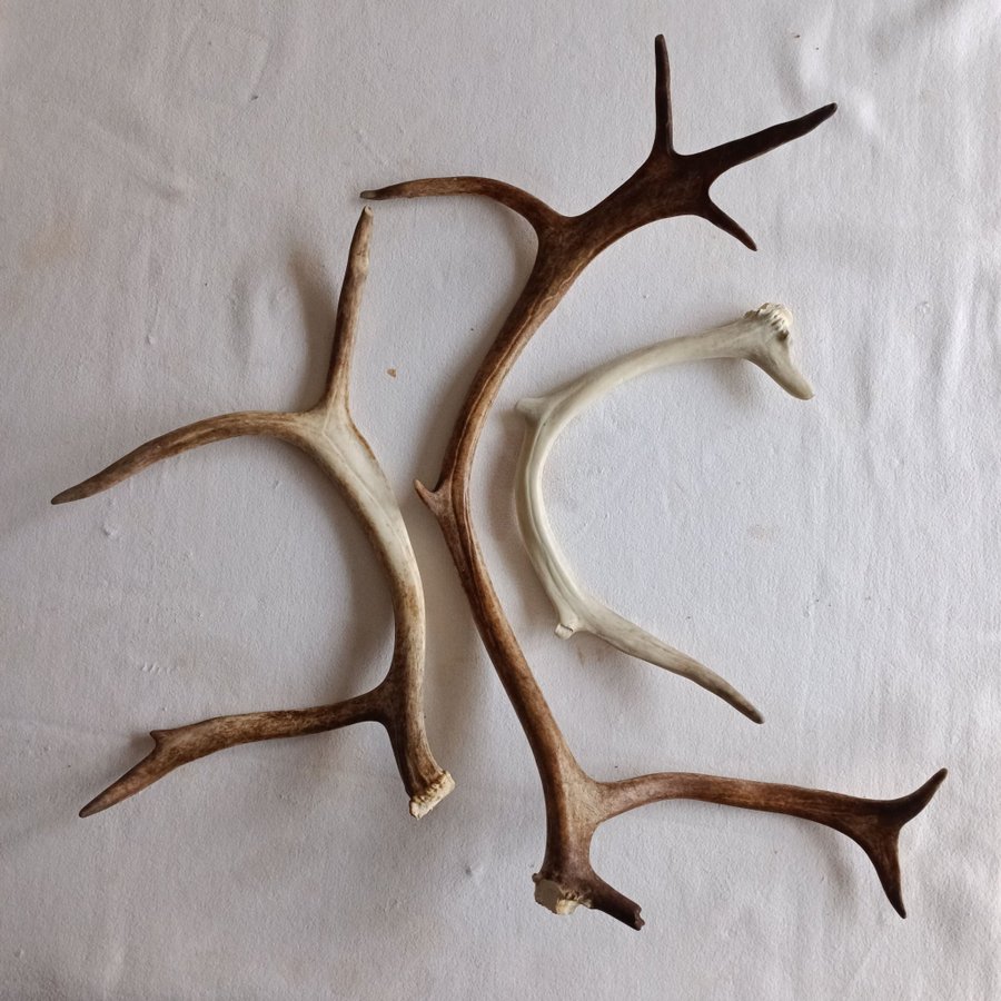 Ren horn reindeer horns