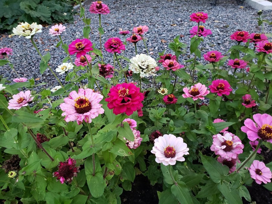 Fröer Zinnia Polarbear rosa/vita nyanser nyskördade September/Oktober 2023