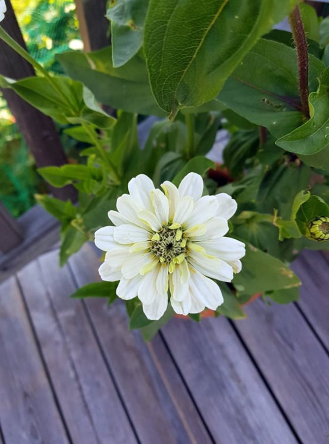 Fröer Zinnia Polarbear rosa/vita nyanser nyskördade September/Oktober 2023