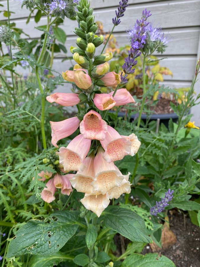 Fingerborgsblomma Digitalis Dalmatian Peach frön