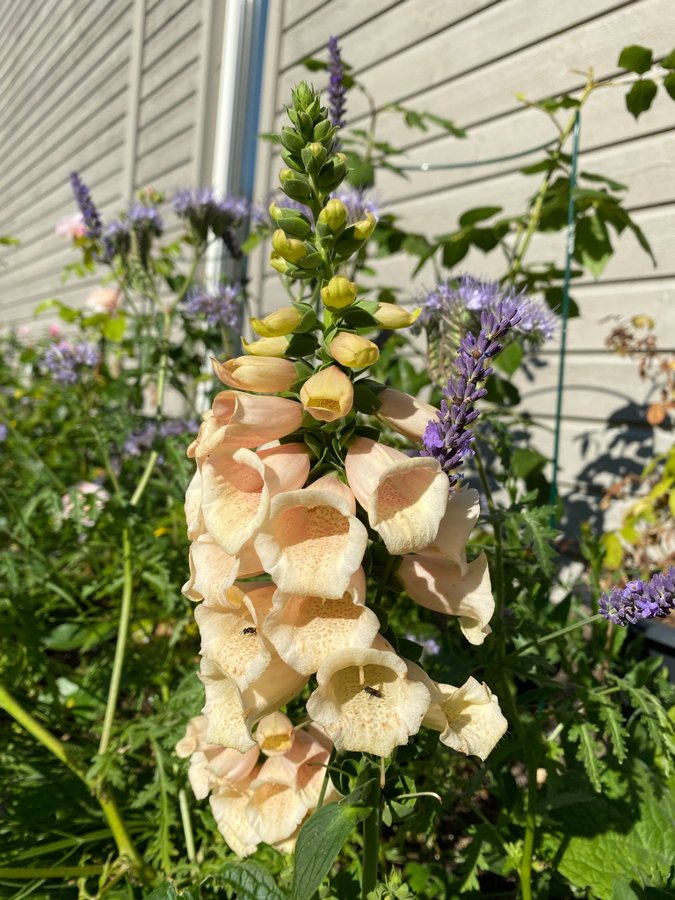 Fingerborgsblomma Digitalis Dalmatian Peach frön