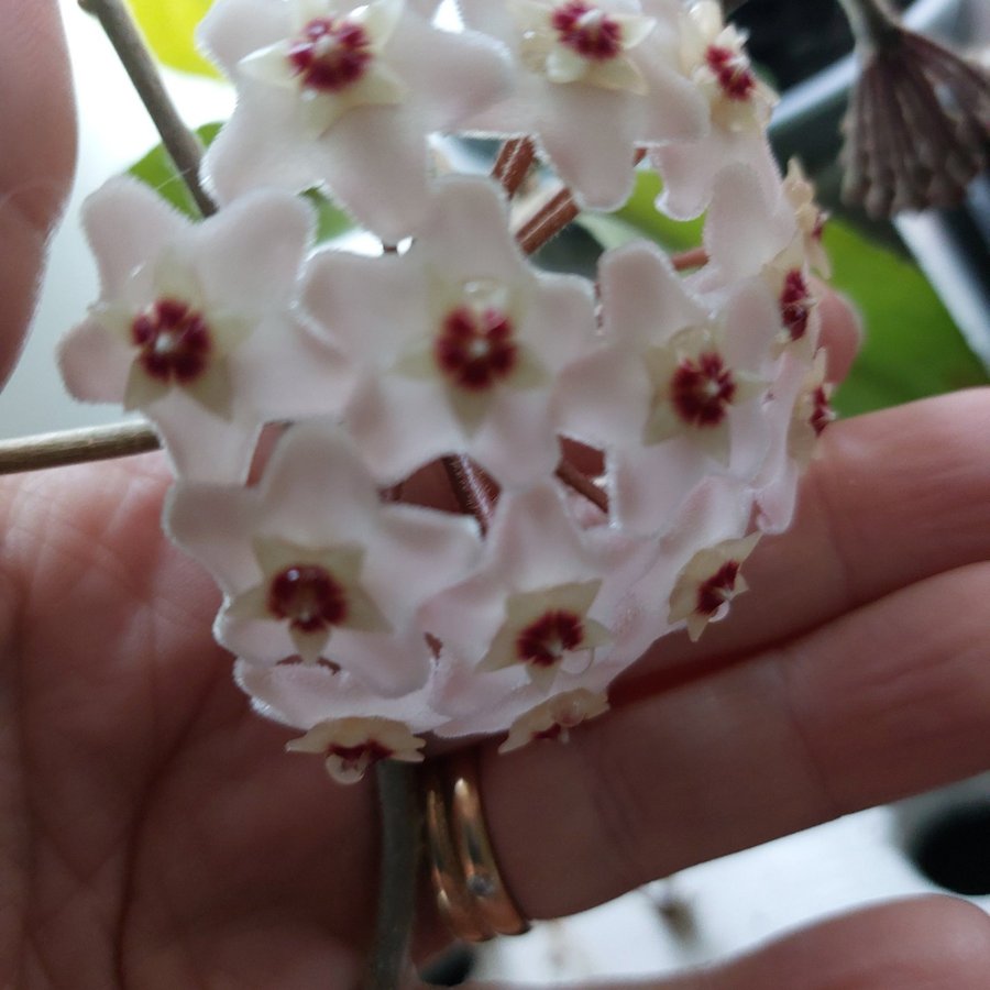 2 Sticklingar av Porslinsblomma Hoya carnosa