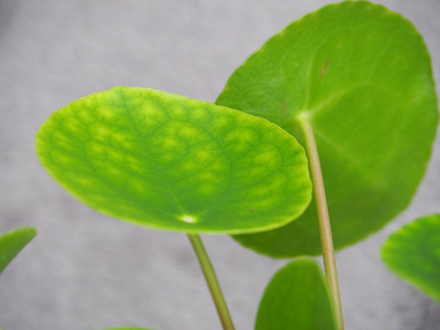 Pilea ’Sugar’ Elefantöra variegata stor planta