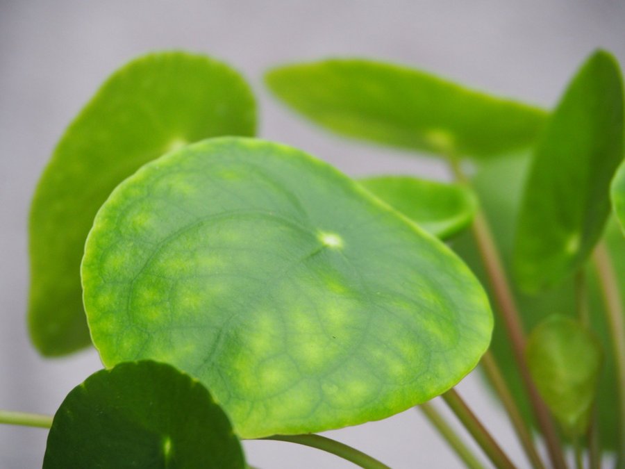 Pilea ’Sugar’ Elefantöra variegata stor planta