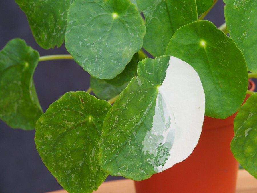 Pilea ’Sugar’ Elefantöra variegata stor planta