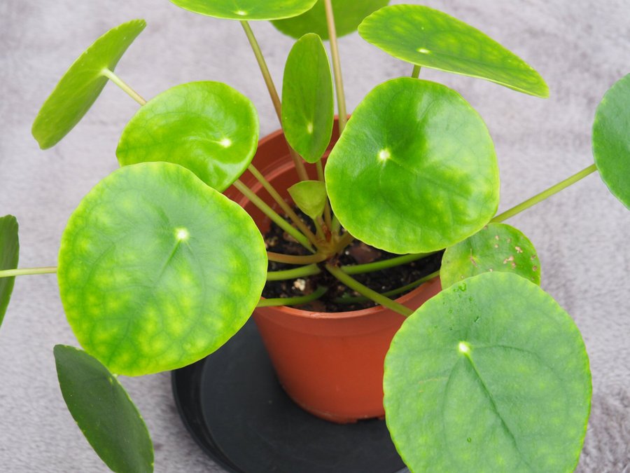 Pilea ’Sugar’ Elefantöra variegata stor planta