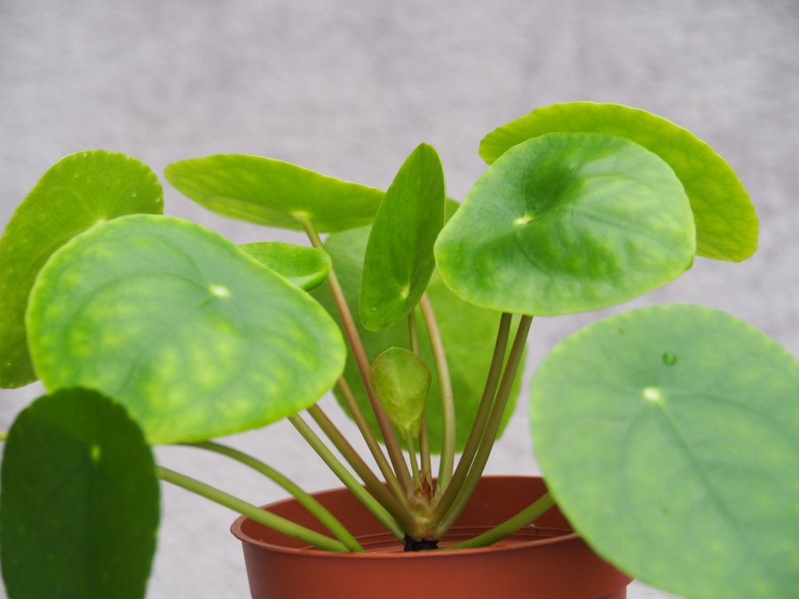 Pilea ’Sugar’ Elefantöra variegata stor planta