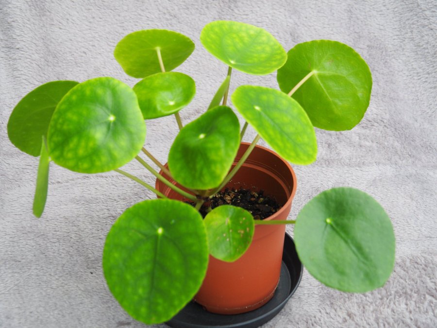 Pilea ’Sugar’ Elefantöra variegata stor planta