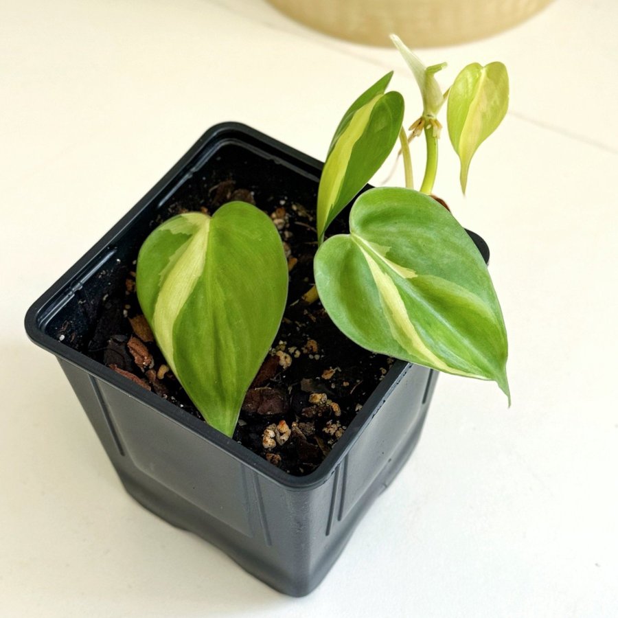 Philodendron Scandens " BRASIL " Liten planta (Gullranka)