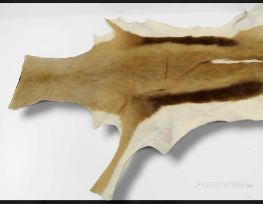 Lyxig springbock Skinn matta ( Deer Antilope Skin rug)