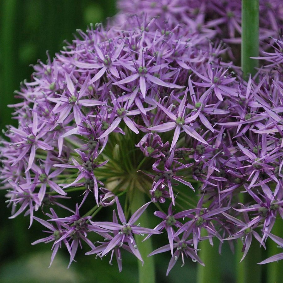 Allium 'Violet Beauty'30 frön