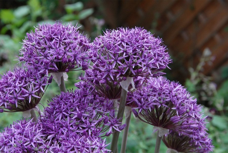 Allium 'Violet Beauty'30 frön