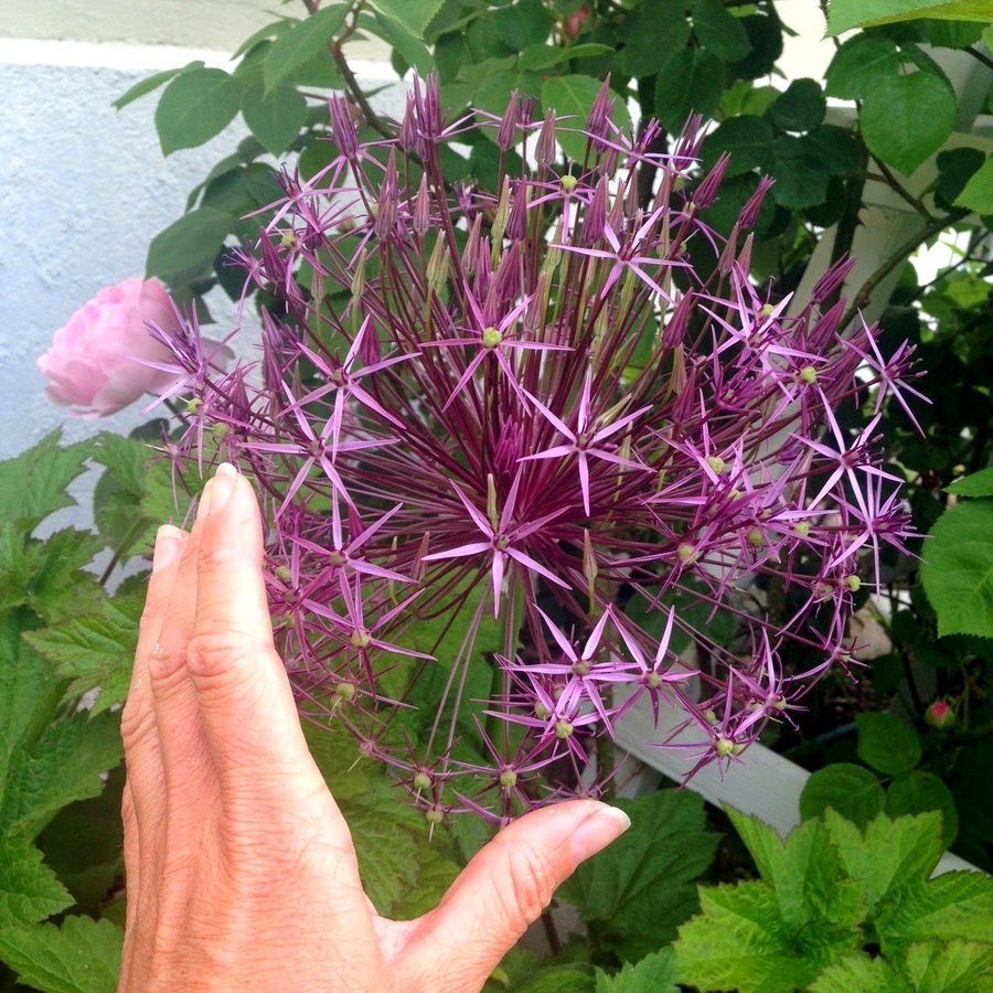 Allium ''Star of Persia'' (Allium christophii)30 frön