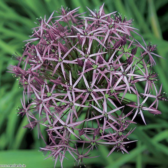 Allium ''Star of Persia'' (Allium christophii)30 frön