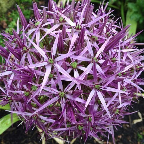 Allium ''Star of Persia'' (Allium christophii)30 frön