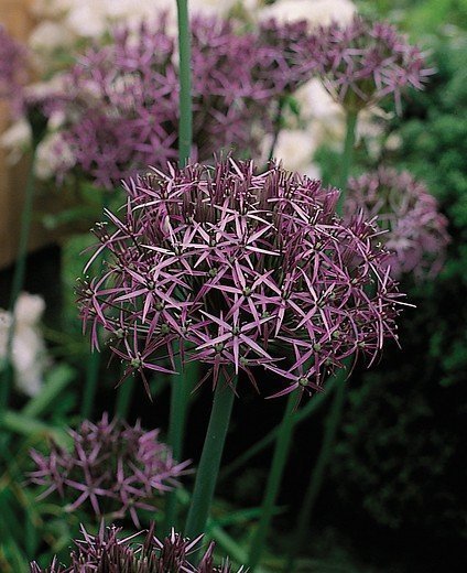 Allium ''Star of Persia'' (Allium christophii)30 frön