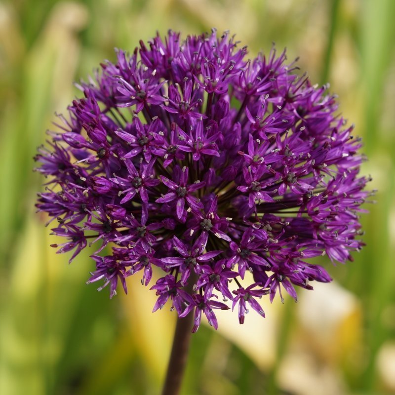 Allium ''Purple Sensation''50 frön