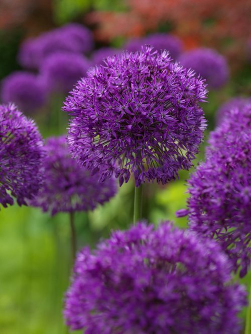 Allium ''Purple Sensation''50 frön