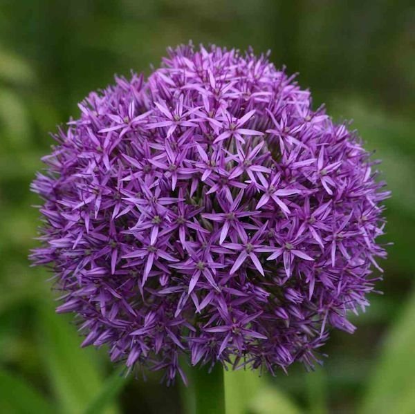 Allium 'Globemaster'30 frön