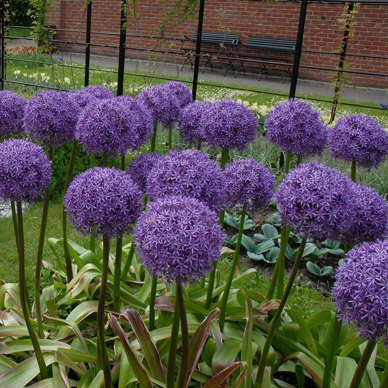 Allium 'Globemaster'30 frön