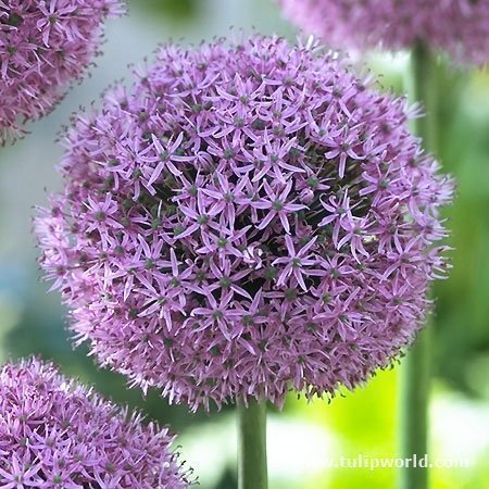 Allium 'Globemaster'30 frön