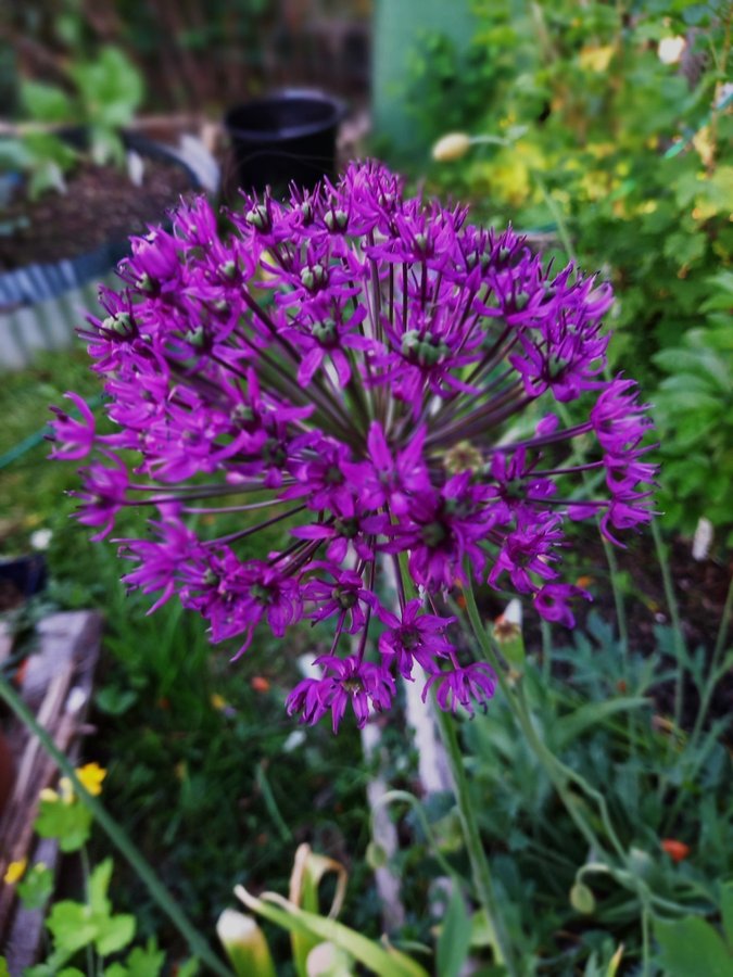 Allium 'Purple Sensation'3 mellan lökar
