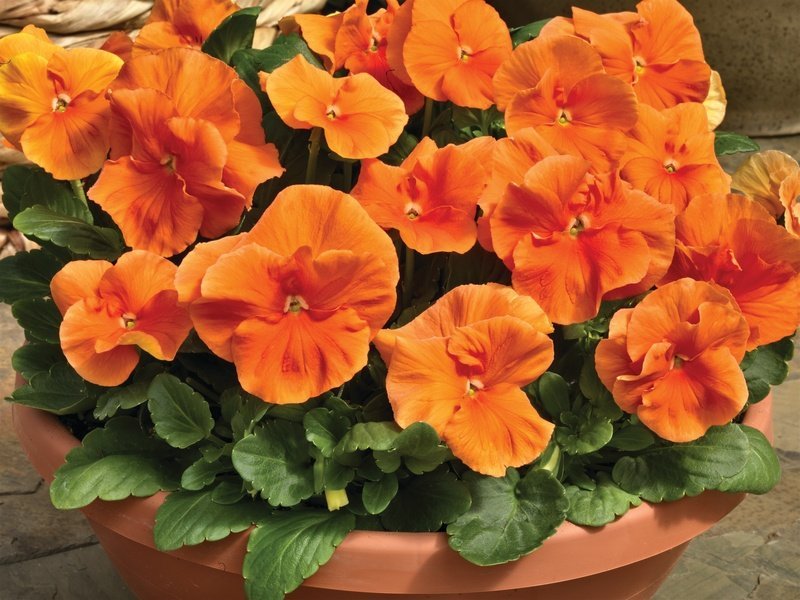 Pensé storblommig orange tvåårig höjd 15-20 cm blomtid april-sept 30+ frön