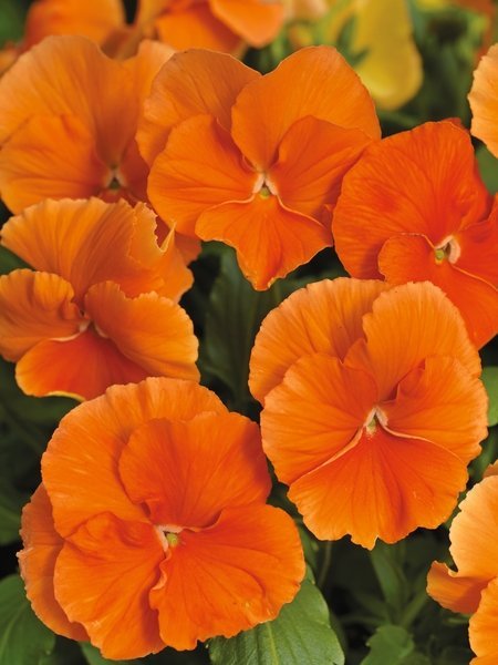 Pensé storblommig orange tvåårig höjd 15-20 cm blomtid april-sept 30+ frön