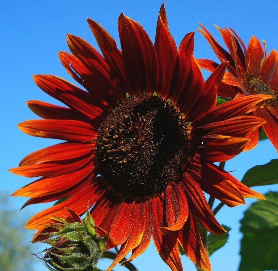 **REA** Solros 'Crimson Queen' frön