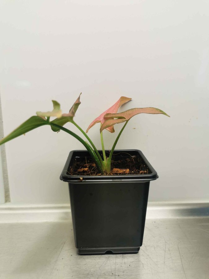 Syngonium podophyllum "Red Spot Tricolor"