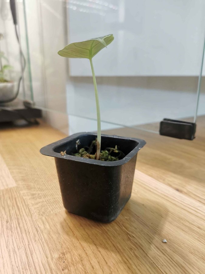 Alocasia reginula "Black Velvet"