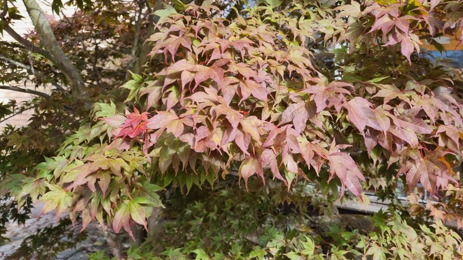 Japansk purpurlönn frön
