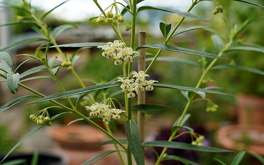 Bomullsmjölk (Gomphocarpus fruticosus) Perenn )