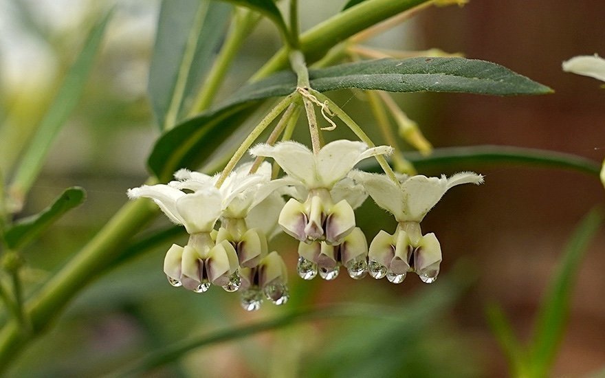 Bomullsmjölk (Gomphocarpus fruticosus) Perenn )