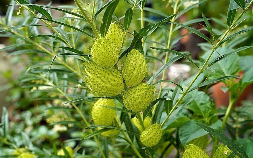 Bomullsmjölk (Gomphocarpus fruticosus) Perenn )