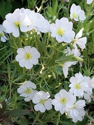 Underbart Nattljus (Oenothera pallida )