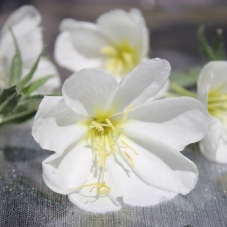 Underbart Nattljus (Oenothera pallida )