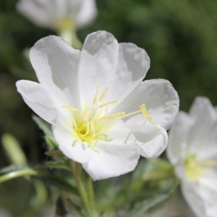 Underbart Nattljus (Oenothera pallida )