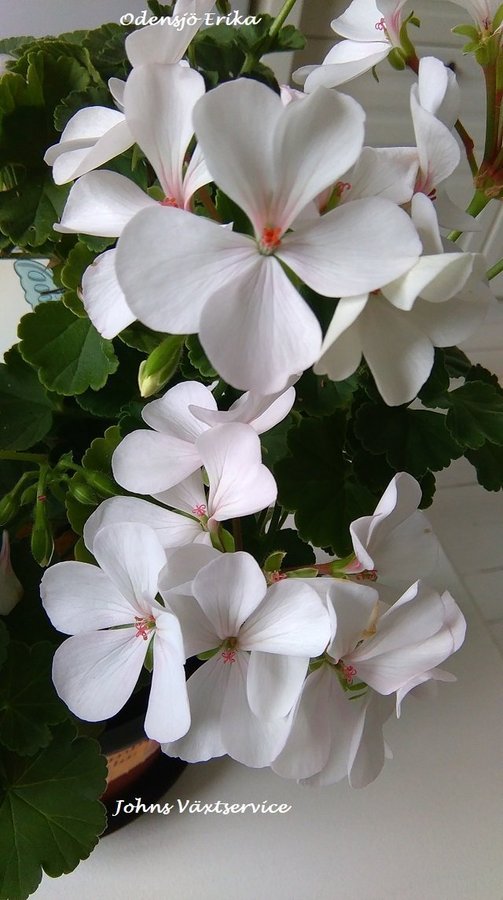 Pelargon Odensjö Erika fin rotad stickling vita enkla blommor