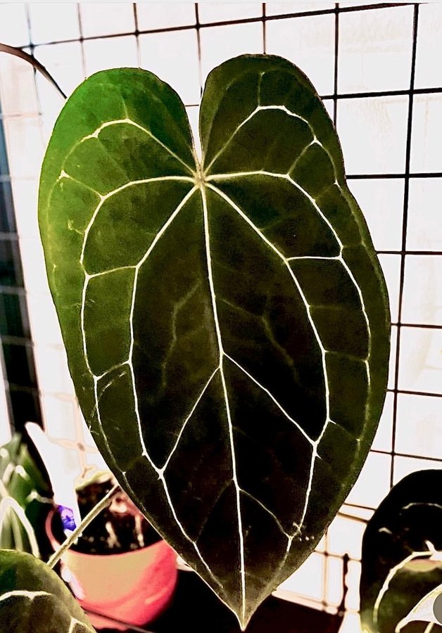 Anthurium Crystallinum liten planta från frö