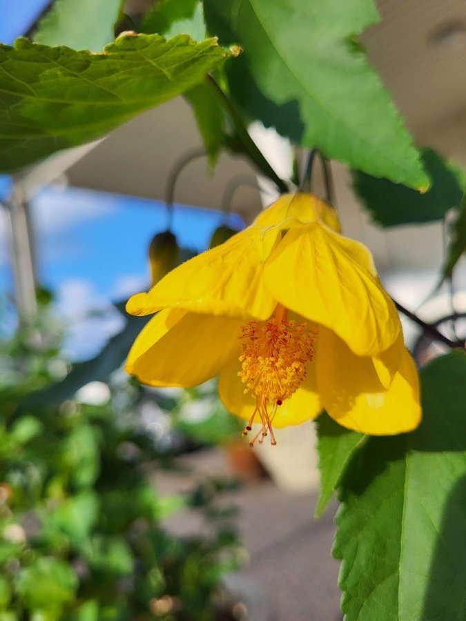 Abutilon blomsterlönn klockmalva gul rotad stickling